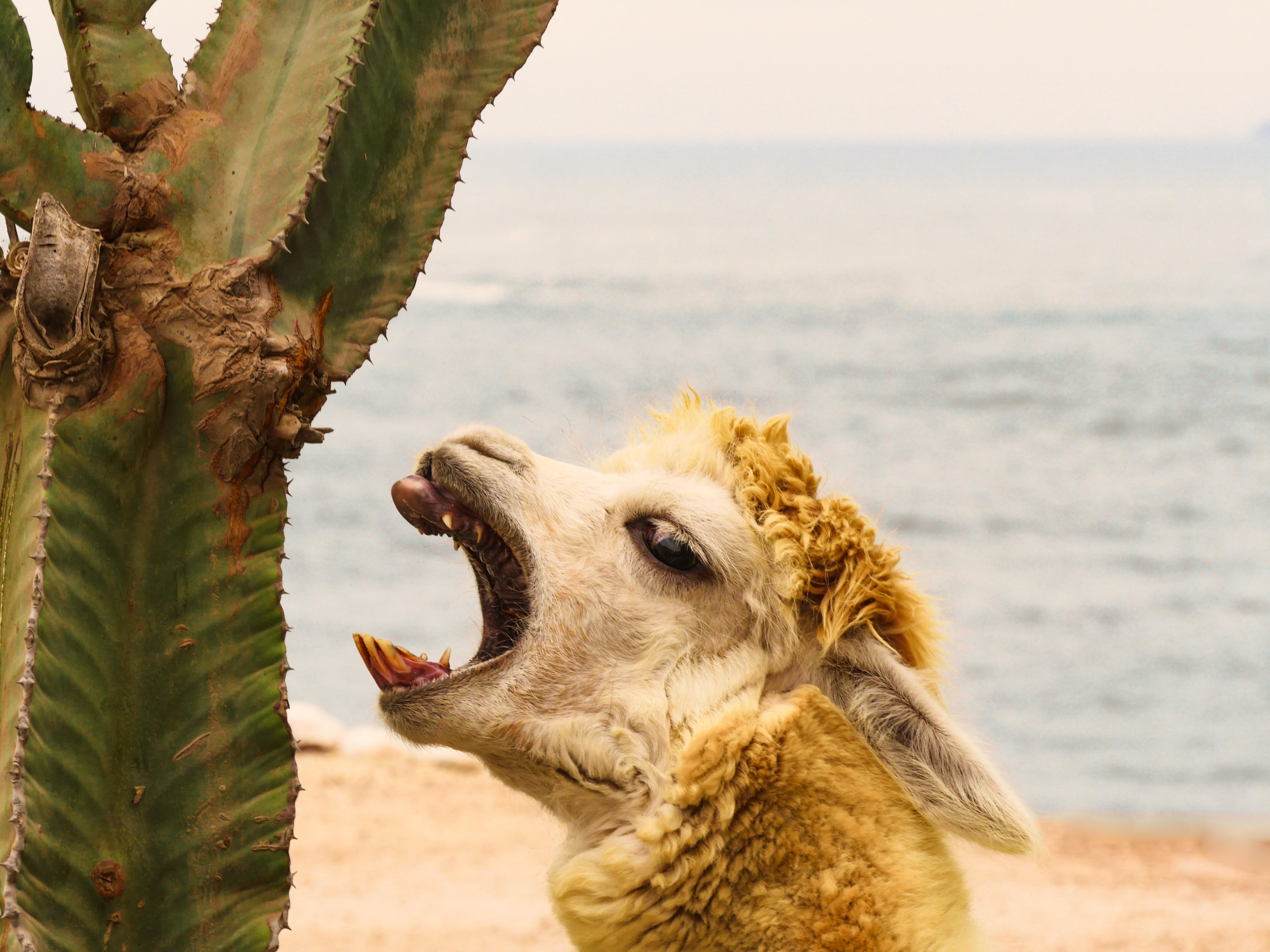 alpaca-3647011.jpg